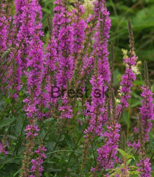 Lythrum salicaria